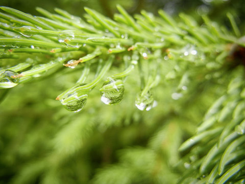 Tannenzweig mit Wassertropfen