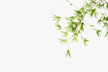 Fototapeta na wymiar Bamboo leaf on white background.