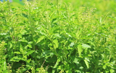 Fresh basil leaves herb and ingredient food