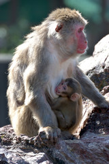 Fototapeta premium MONKEY