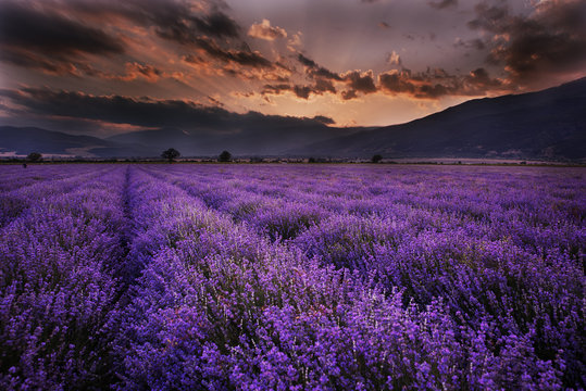 Lavender field at sunset
