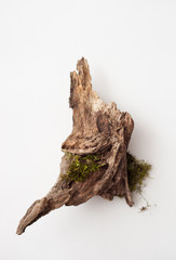 piece of wood and moss on a white background