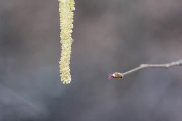 Male and female fruiting hazel.