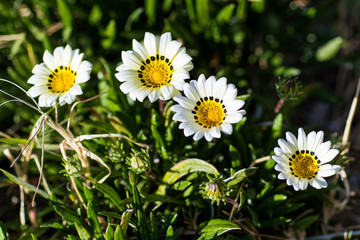 Spring Flowers.