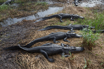 American alligator