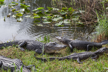 American alligator