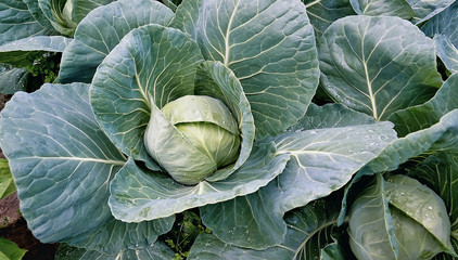Fototapeta premium round cabbage growing in the garden big head