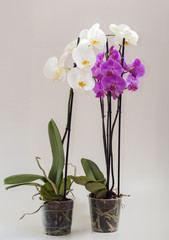 Naklejka na ściany i meble две орхидеи