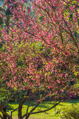 a young woman standing under  wild himalayan cherry tree.