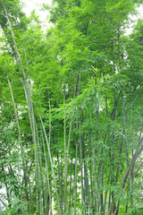 Fototapeta na wymiar Bamboo forest, Thailand.