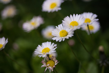 Dasies in the Garden.