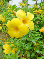 Allamanda Flowers
