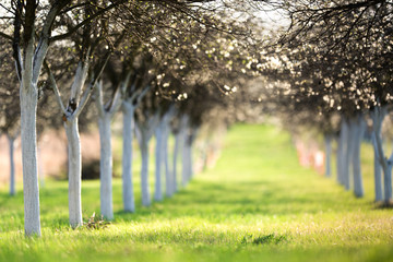 Blossoming cherry orchard in spring time