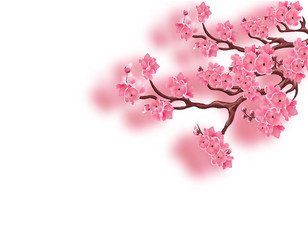 Branches with a blooming pink cherry and not with focused. Sakura. Isolated on white background. illustration