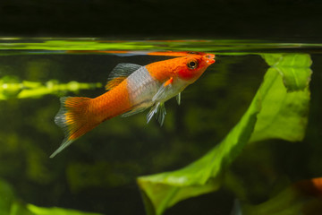 Livebearer Swordtail fish orange white at the surface.