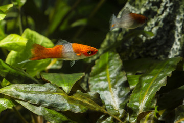 Livebearer Swordtail orange white fish in an aquarium.