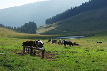 Herd of cows in a meadow.