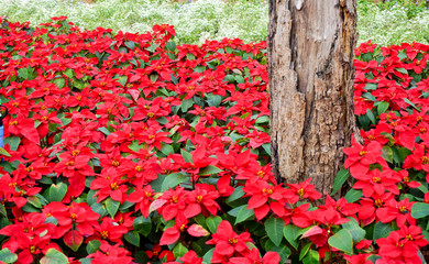 Beautiful red Poinsettia christmas flower