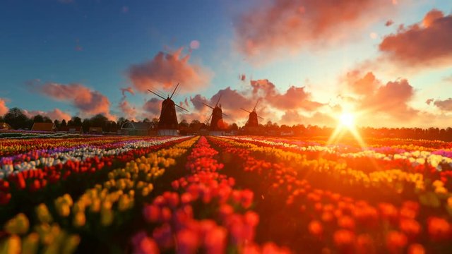 Traditional Dutch windmills with vibrant tulips in the foreground over sunse
