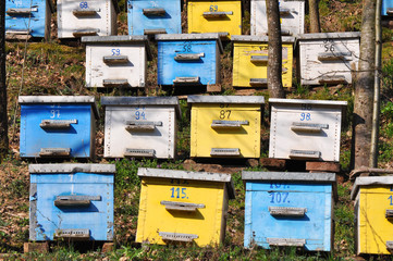 Row of colorful wooden bee hives, Large group of beehives on a hill in nature