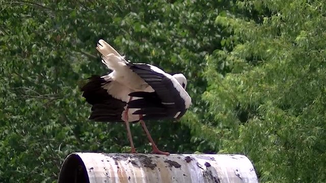 Ein Wei&szlig;storch auf eine Blechhaube macht Turn&uuml;bungen (Gro&szlig;aufnahme)