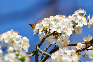 Trees in full bloom in spring, plum branches in full bloom
