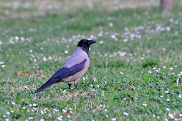 Hooded crow in the evening on meadow in spring