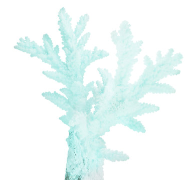 cyan medium isolated coral branch