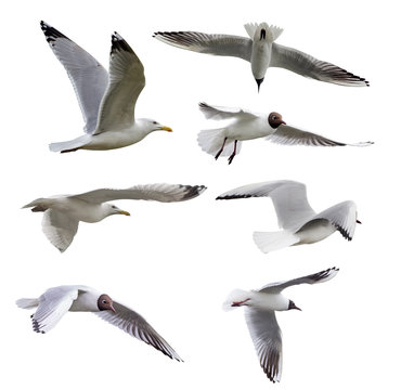 set of seven isolated seagulls