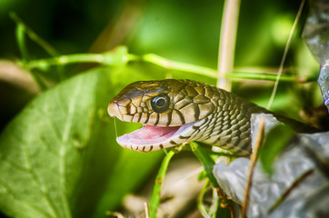 Indian Rat Snake