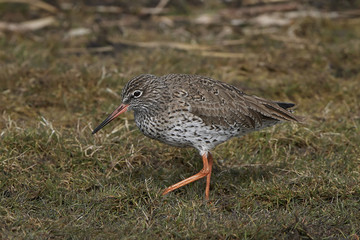 Common redshank (Tringa totanus)
