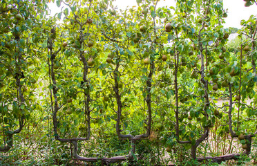 Pears on the tree