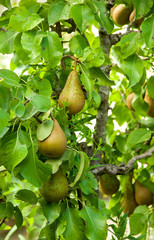 Pears on the tree