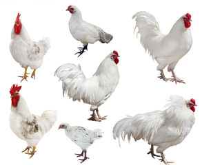white roosters and chickens collection