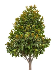 Gartenposter Magnolie einzelner großer Magnolienbaum isoliert auf weiß