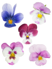 group of five pansy isolated blooms
