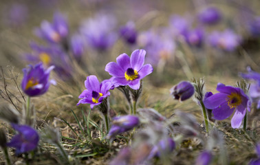 Pasque Flowers in the Springtime