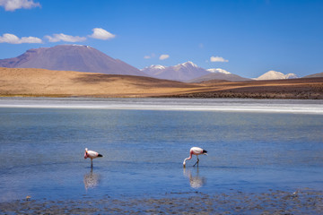 Pink flamingos in altiplano laguna, sud Lipez reserva, Bolivia © daboost