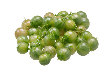 Fresh coriander fruits, path
