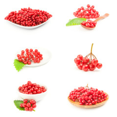 Set of bunches of red viburnum isolated on a white background cutout
