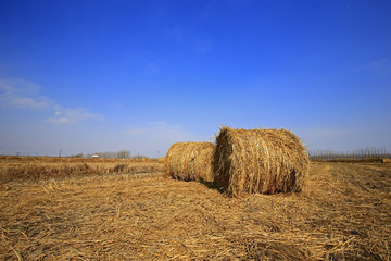 Dry straw under the blue sky