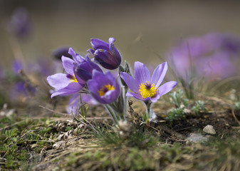 Pasque Flowers in the Springtime