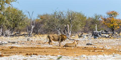 A couple of lions in winter drought african savanna. Etosha national park, Namibia.