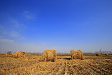 Dry straw under the blue sky