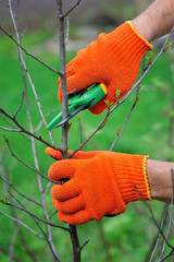 Hands with gloves of gardener doing maintenance work, pruning the tree