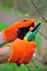 Hands with gloves of gardener doing maintenance work, pruning the tree
