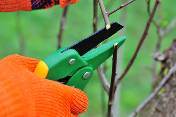 Hands with gloves of gardener doing maintenance work, pruning the tree