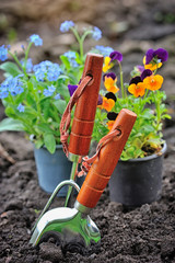 Fototapeta premium Gardening tools and spring flowers in the garden