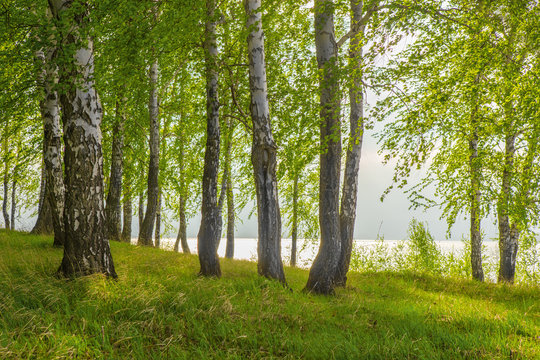 Fototapeta birches on the river bank