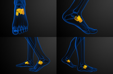 3d rendering medical illustration of the midfoot bone